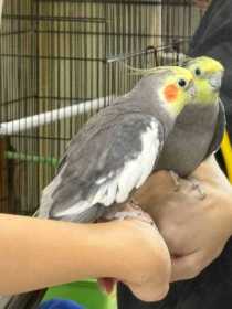 Lost Cockatiel