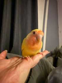 Lost Lovebird