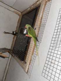 Lost Alexandrine