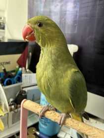 Lost Indian Ringneck Parakeet
