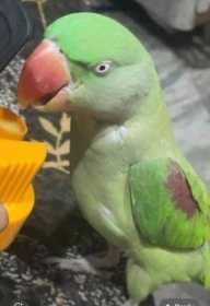 Lost Alexandrine