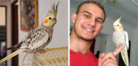 Lost Cockatiel
