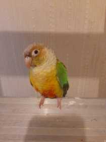 Lost Conure