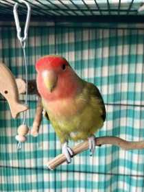 Lost Lovebird