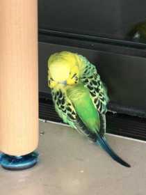 Lost Budgerigar