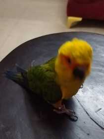 Lost Conure