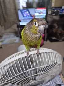 Lost Conure
