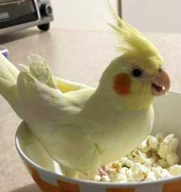 Lost Cockatiel