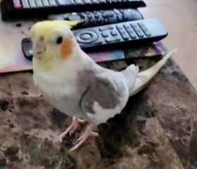 Lost Cockatiel