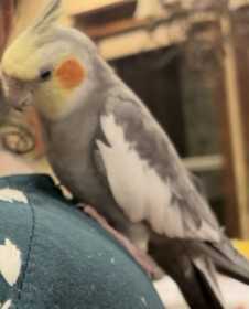 Lost Cockatiel