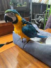 Lost Macaw