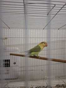 Lost Lovebird