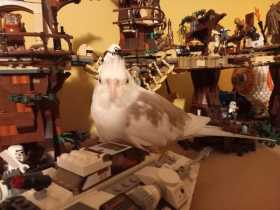 Lost Cockatiel