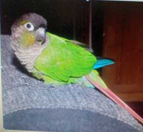 Lost Conure