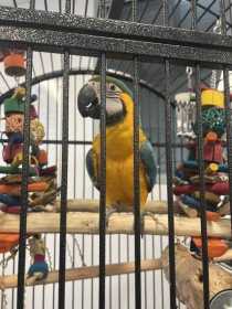 Lost Macaw