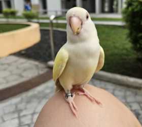 Lost Lovebird