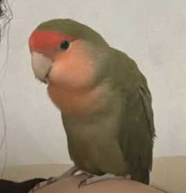 Lost Lovebird