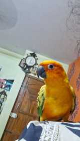 Lost Conure