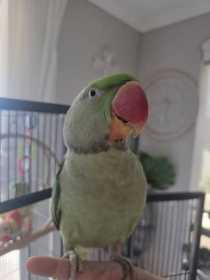 Lost Alexandrine