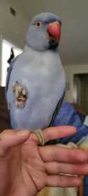 Lost Indian Ringneck Parakeet