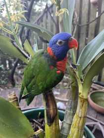 Lost Lory / Lorikeet