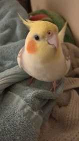 Lost Cockatiel