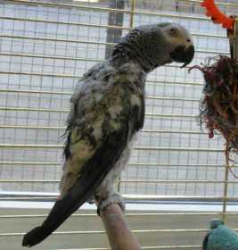 Stolen African Grey