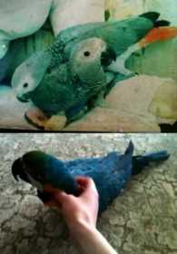 Stolen African Grey