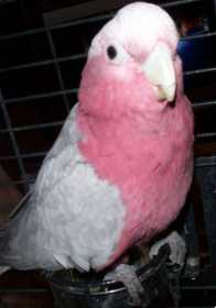 Stolen Galah Cockatoo