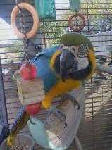 Stolen Macaw