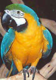 Stolen Macaw