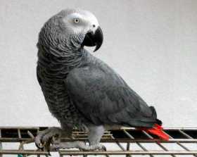 Stolen African Grey