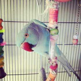 Stolen Indian Ringneck Parakeet