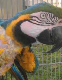 Stolen Macaw