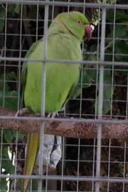 Stolen Indian Ringneck Parakeet