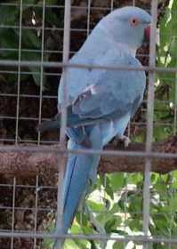 Stolen Indian Ringneck Parakeet