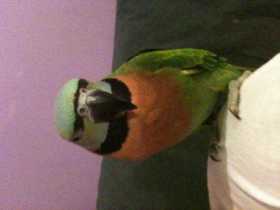 Stolen Mustached / Moustached Parakeet