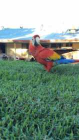 Stolen Macaw