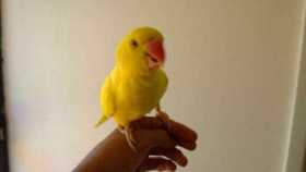 Stolen Indian Ringneck Parakeet