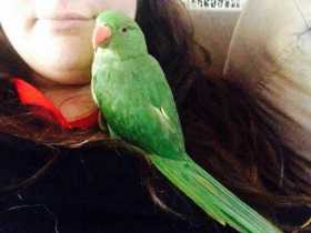 Stolen Indian Ringneck Parakeet