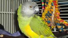 Stolen Senegal