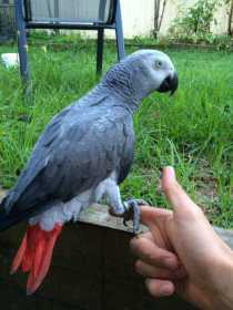 Stolen African Grey