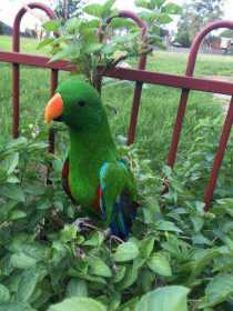 Stolen Eclectus