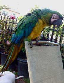 Stolen Macaw