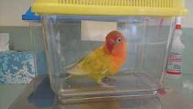 Stolen Lovebird