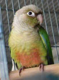 Stolen Conure