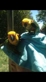 Stolen Conure