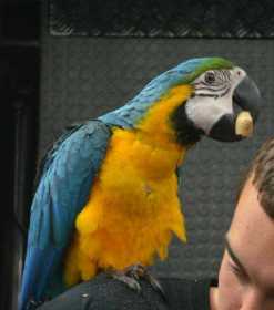 Stolen Macaw