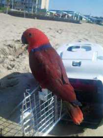 Stolen Eclectus