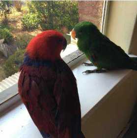 Stolen Eclectus